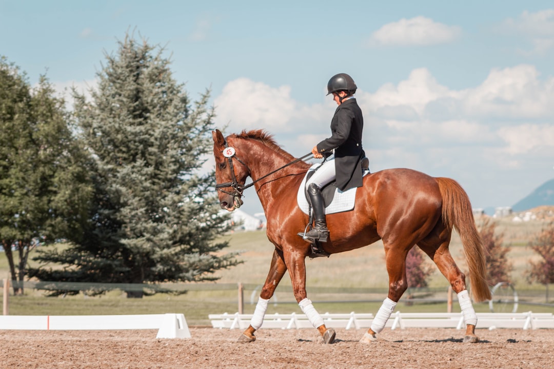 Dolk dressage illustration