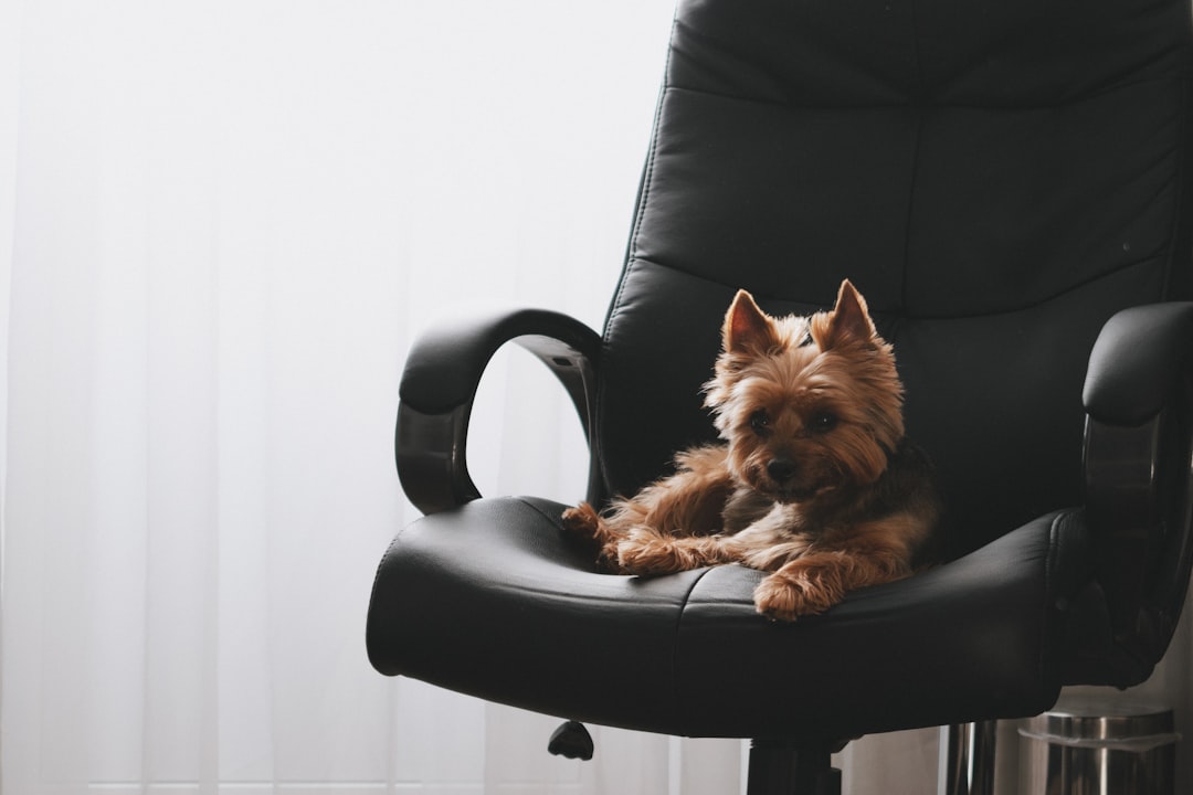 Hund på kontoret – så blir arbetsplatsen bättre illustration