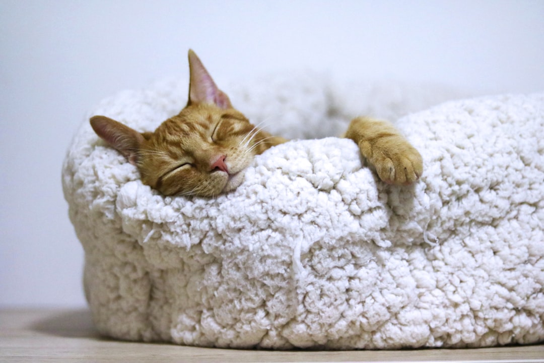 Hur mycket sover en katt – och vad betyder det? illustration