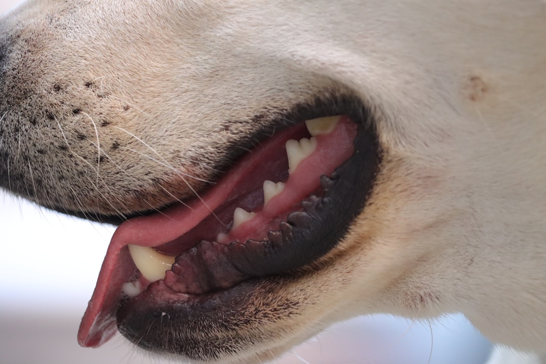 5 enkla tips för bättre tandhälsa hos hunden illustration