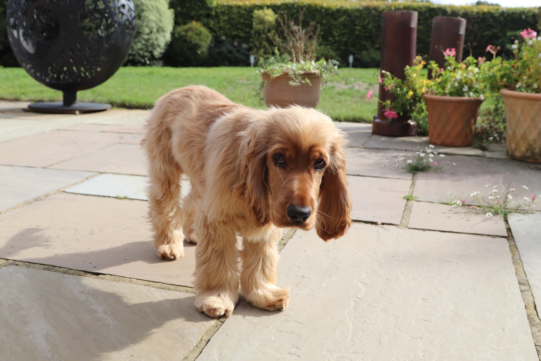 Upptäck cocker spaniel brun tan hos Wisborgens kennel illustration