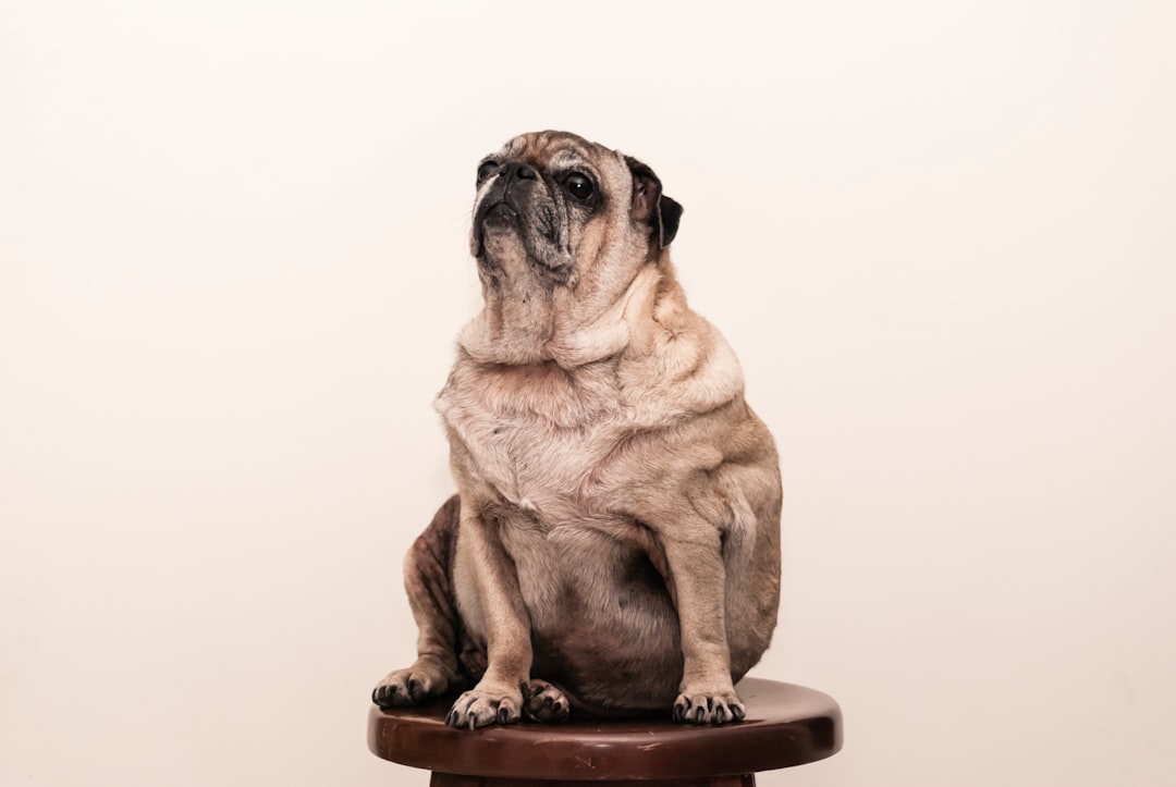 Få koll på vikttabell hund och håll kompisen pigg illustration