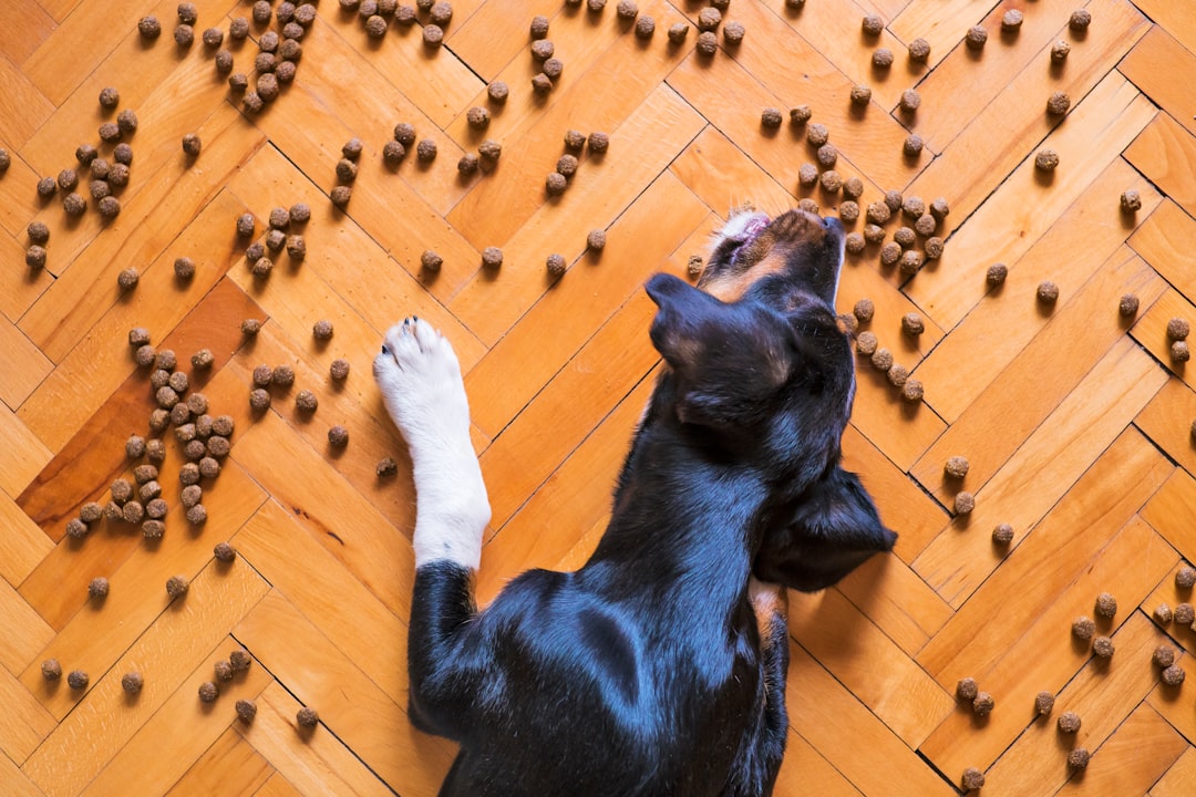 Upptäck varför hundar älskar hundmat med insekter illustration