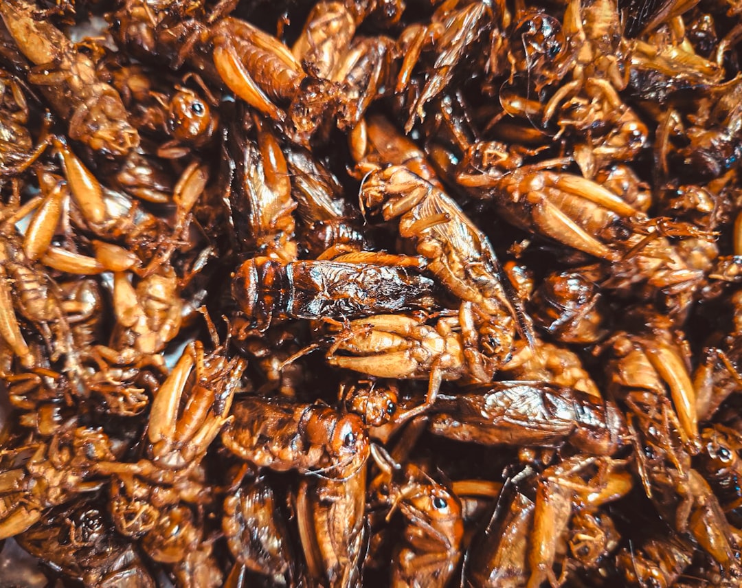 Upptäck varför insektsfoder katt gör succé hos katter illustration
